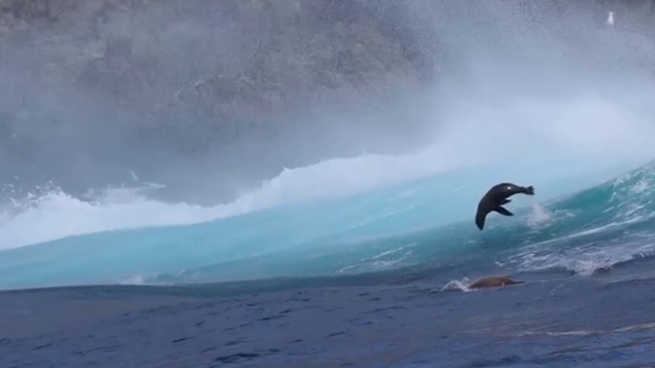 Sea Lions Body Surfing -- Good Vibrations -- The Beach Boys