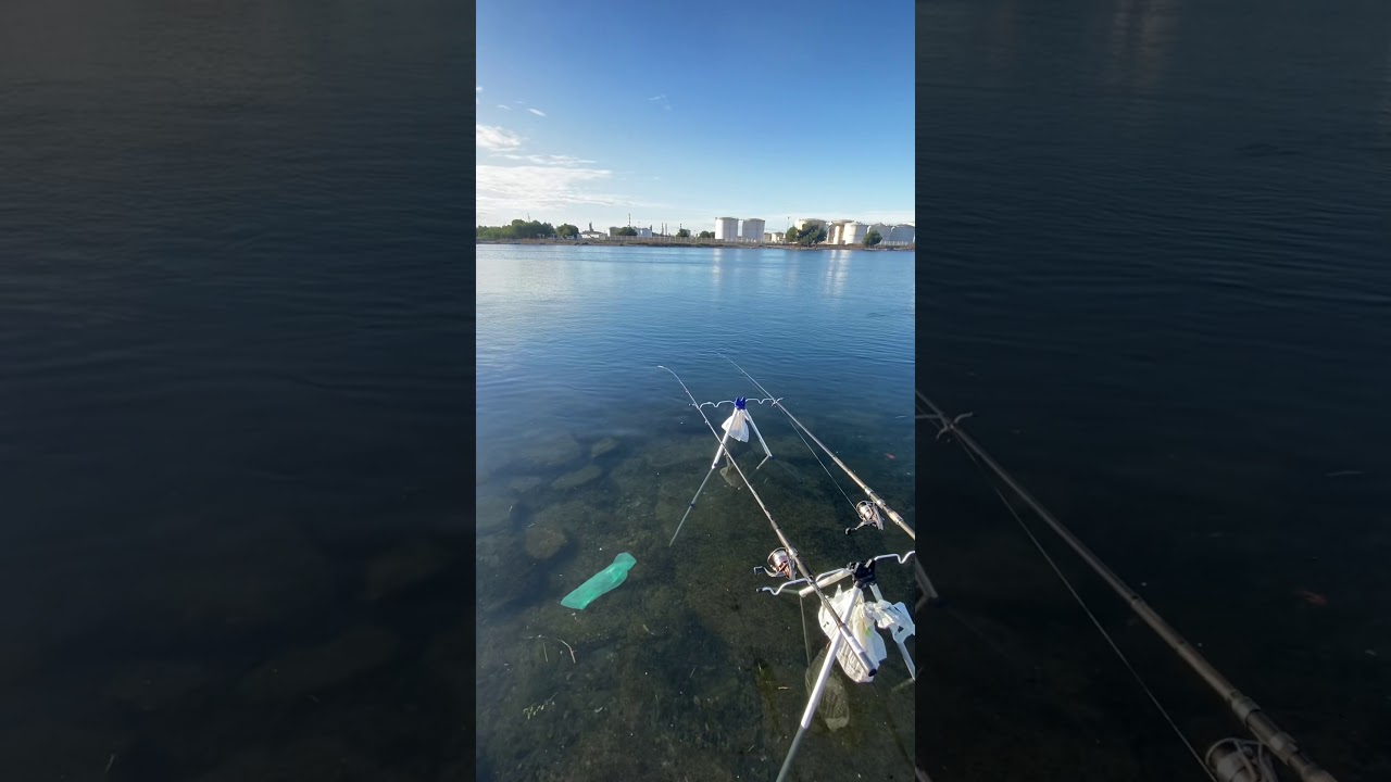 Touche en direct grosse Dorade (Le petit sac et ramasser👌🏽👌🏽